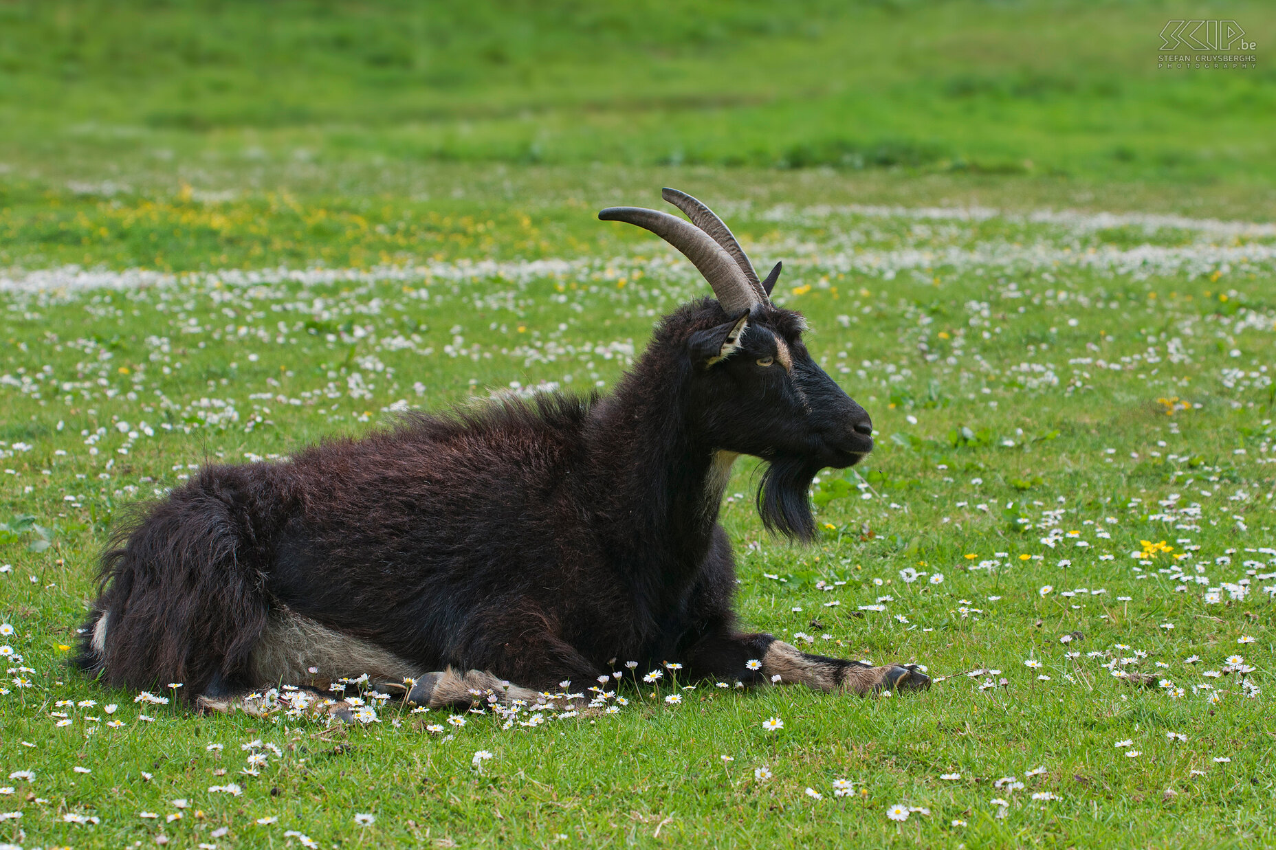 Exmoor - Valley of the Rocks - Wild goat The Valley of the Rocks in Exmoor NP is home to a herd of wild goats. Stefan Cruysberghs